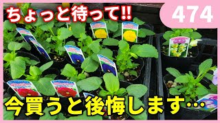 【惑わされるな‼】後悔しないパンジービオラの買い時について by 園芸チャンネル474 園芸 ガーデニング 初心者