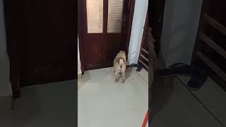 I no open🤣ഞാൻ തൊറക്കൂല്ലടാ🤭🤪 #comedy #funny #dog #shorts