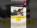 はづきのおもちゃ遊び。これはどのくらい前のやつかな？毛が長いね！😙 チワワ 犬 ポメラニアン 柴犬 shorts