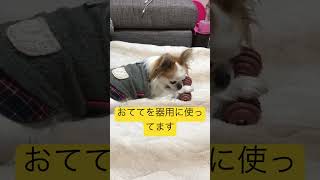 はづきのおもちゃ遊び。これはどのくらい前のやつかな？毛が長いね！😙 #チワワ #犬 #ポメラニアン #柴犬 #shorts