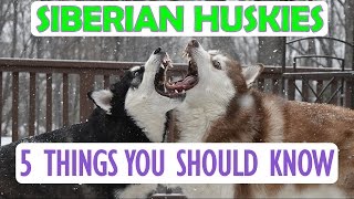 SIBERIAN HUSKY | 5 Things You Should Know Before Getting One
