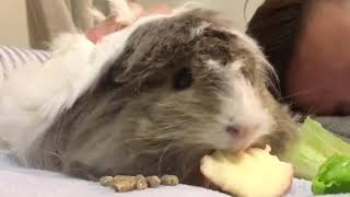 りんごを食べるモルモット　咀嚼音　Guinea Pig eating an apple