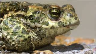 ANURA Amphibian anura Amphibian Anura Amphibian Anura Amphibian Anura Amphibian