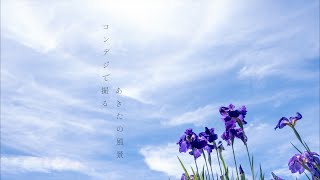 秋田県『 コンデジで撮るあきたの風景  』～秋田市 小泉潟公園(花菖蒲)～  #akiak 【 VIRTUAL JAPAN (countryside) 】ZV1