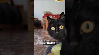 Kucing hitam dengan mata melotot tajam#kucing #cat #catlover