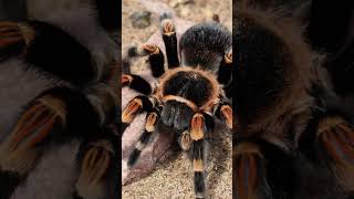 Tarantulas are large, hairy spiders 🕷🕷 #nature #spider #tarantula