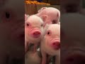 🐷los cerditos mÁs bonitos🐷 cerditos cerdo bonito animales