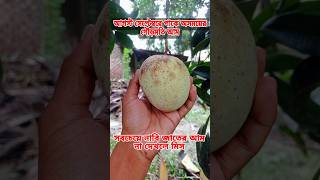 অসময়ের গৌড়মতি আম।  নাবি জাতের আম,| Gouromoti mango