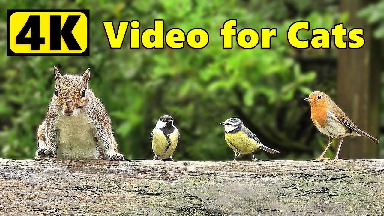 Cat Tv 4k Birds And Squirrels тнр Happy New Year тнр Youtube
