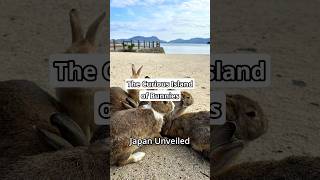 The Curious Island of Bunnies