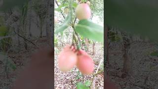 Cherry fruit| ചെറി ചെടി നിങ്ങൾ  കണ്ടിട്ടുണ്ടോ | Have you seen cherry plant