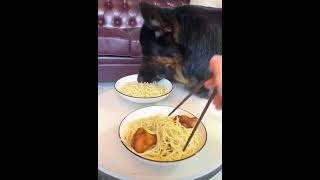 注意看，這隻狗狗太善良了 #funny #funnyvideos #pet #dog