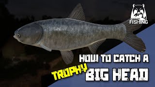 Russian Fishing 4 - Sura River - How to catch a Bighead carp trophy