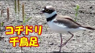 コチドリの千鳥足