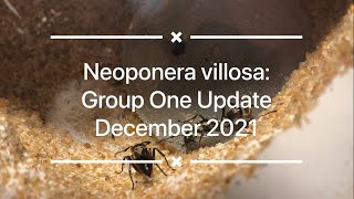 The Dual-Monarchy - Neoponera villosa Polygyny Group One: December 2021 Update