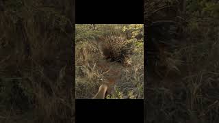 Honey Badger vs Porcupine? Woow Ho Ba GAVE UP :))) #shorts #honeybadger #porcupine #wildlife