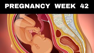 Pregnancy Week 42 : Is Your Baby Late? Know Everything.