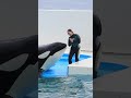 シャチに歌をプレゼント♥ shorts 鴨川シーワールド シャチ kamogawaseaworld orca killerwhale