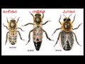 8.9 apiculture తేనె పరిశ్రమ