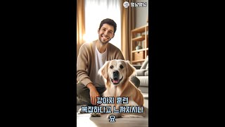 [멍냥멍냥] 🐶 강아지 '엎드려' 훈련을 단 1분 안에 마스터하는 방법, 지금 바로 시작합니다!