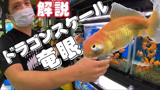 金魚入荷速報！解説付き・金魚愛好家必見！珍しい金魚　トロピカルフィッシュ佐野金魚館