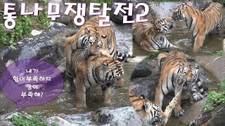 (4K)본격 통나무를 차지하기 위한 무궁이 태범이의 치열한 몸싸움 - 에버랜드 타이거밸리 호랑이/에버랜드 호랑이