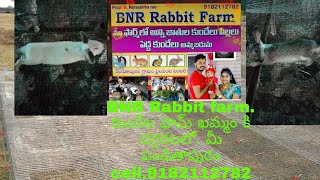 BNR rabbit farm near by Khammam.9182112782.