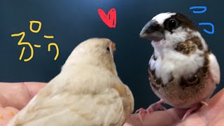 十姉妹に甘える錦華鳥の雛〜！ zebra finch bengalese finch