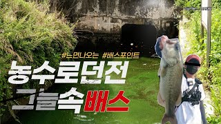 외래어종 배스의 미친 생존력!? - 농수로 터널 속 느면나오는 배스낚시포인트! feat.빅배스 해체