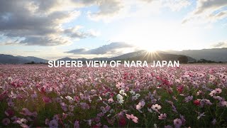 【奈良県の絶景】藤原宮跡のコスモスと朝日 （Superb view of Nara,Japan - Cosmos blooming in Fujiwara Palace）