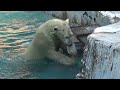 ホウちゃんone more chance💗飼育員さんがエサ入りポリタンクをリセット【天王寺動物園】