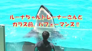 ルーナちゃんトレーナーさんとガラス前パフォーマンス、 鴨川シーワールド、シャチ