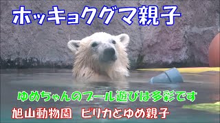 ゆめちゃんのプール遊びは多彩です（旭山動物園　ホッキョクグマのピリカとゆめ親子）