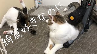 【保護猫】綺麗好きなのに