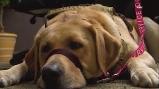 Man accuses Cullman Christkindlmarkt of discrimination over service dog