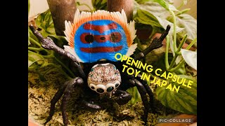 Opening Japanese Capsule Toy(gashapon) peacock spiders