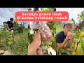 PANEN DI KEBUN BELAKANG RUMAH LAGII WOII, WIHH SERUU