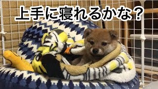 柴犬コロ寝かせつけチャレンジ Shiba inu