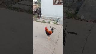 cock style🐓🐓🐓🐤🐤