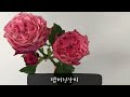 플로리스트강좌 꽃이름 알아보기 탬버린장미 히야신스 햇살장미 옥시