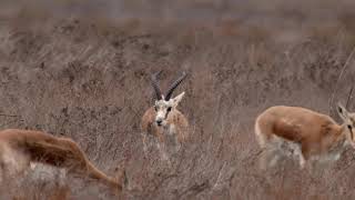 Wildlife of Georgia • საქართველოს ველური ბუნება