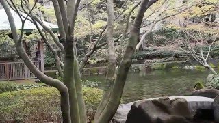 雨上がり　お花見散歩　咲き残りの桜　大田黒公園　２０１６．４．４　Ohanami Sakura Japan