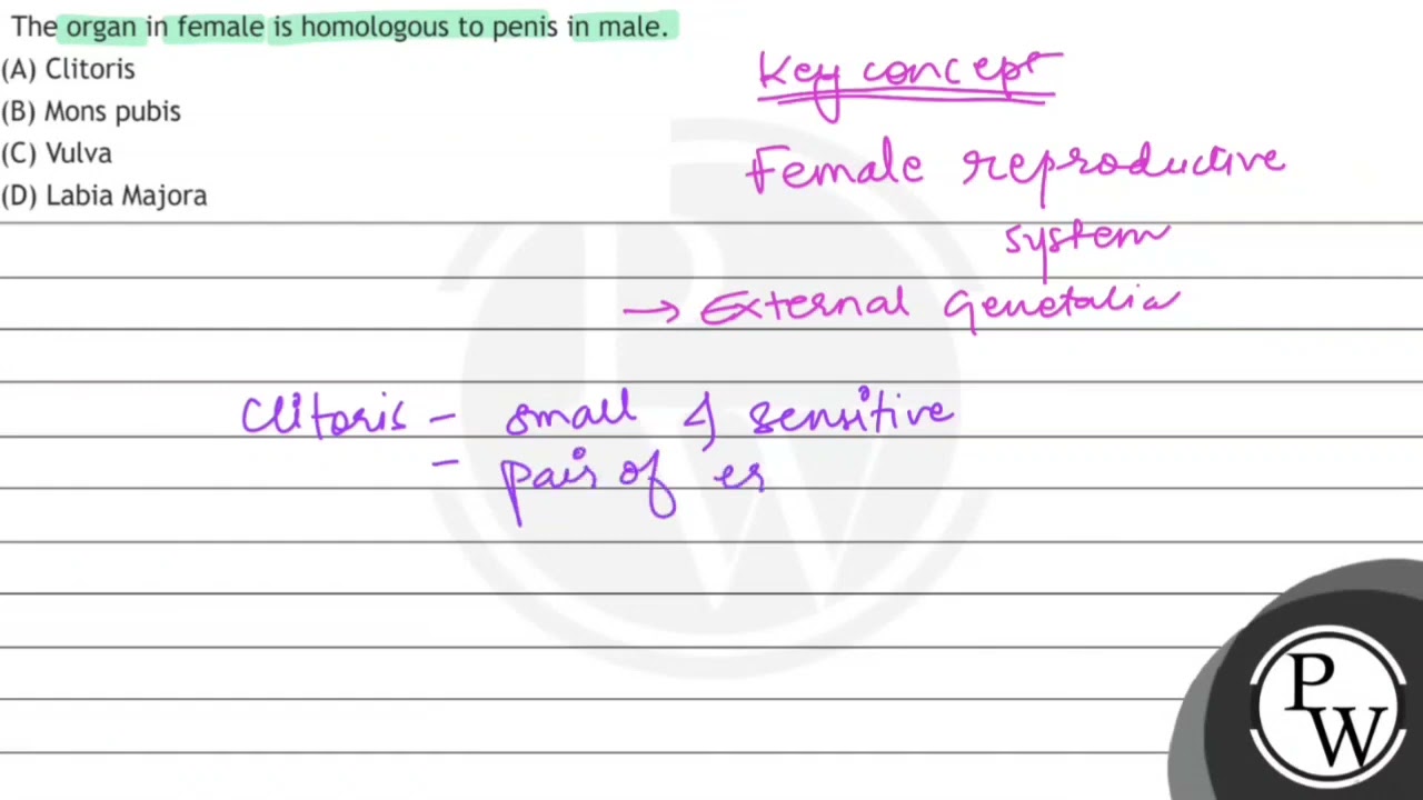 The Organ In Female Is Homologous To Penis In Male. (A) Clitoris (B ...