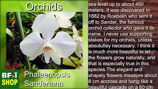 (Phalaenopsis sanderiana) Orchids Gallery Malaysia at BF1