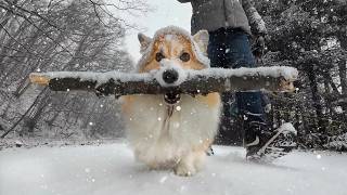 「大雪」が降っても休まず『木の棒』を運び続けた結果…