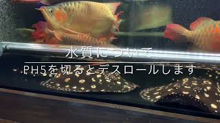 アロワナ水槽❗️ダイヤモンドポルカの交尾の撮影に成功‼️