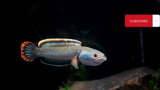 Black screen snake head Aquarium fish video #ytkids #blackscreen #aquariumfish #livefish