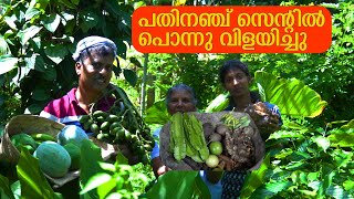 വെറും പതിനഞ്ചു സെന്ററിൽ വീണ്ടും അത്ഭുതം😮 | Ammachi's  Vegetable Farm | Annamma chedathi special