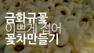 식물성콜라겐 금화규꽃차만들기