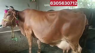 #తక్కువ ధరలో ఎక్కువగా పాలు ఇచ్చే ప్యూర్ జెర్సీ hf ఆవులు అమ్మకానికి | #hfcowsale #jerseycowsale